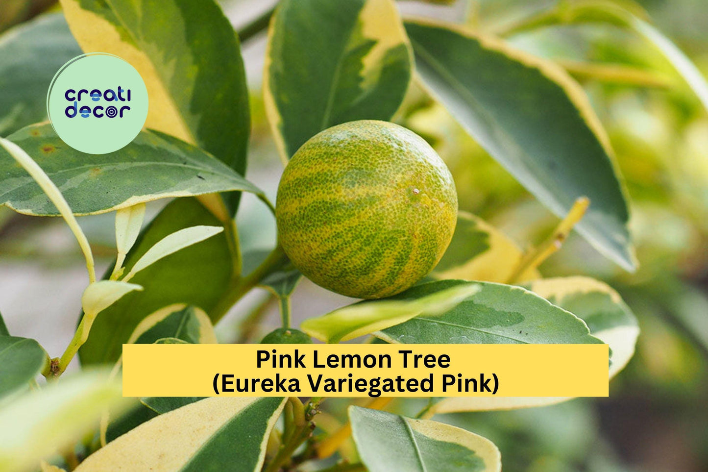 Pink Lemon Tree | Variegated Eureka Citrus Live Plant | Patio or Garden Lemon Tree Starter with Green-Striped Fruit and Pink Flesh