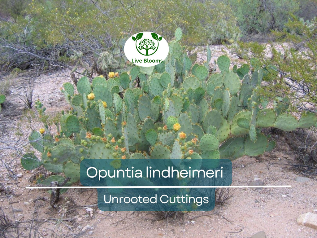 1 West Texas Prickly Pear Cactus Pad Segment - Opuntia lindheimeri Cutting for Planting & Propagation