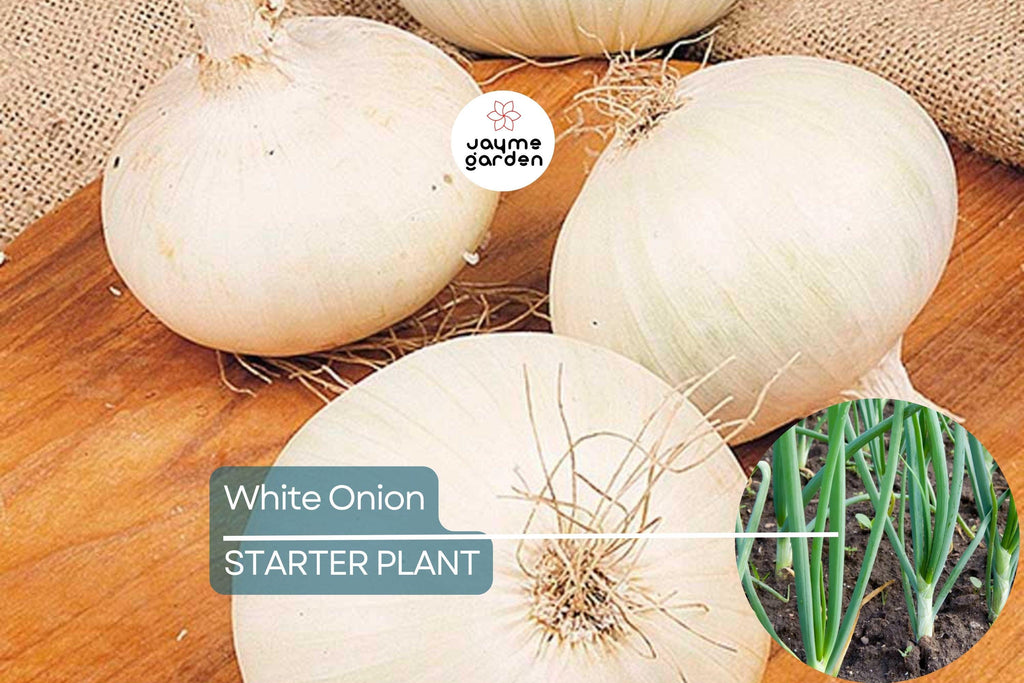 White Onion Sets – Naturally Grown, Non-GMO | 8 oz. (40-60 Bulbs) | Easy to Grow & Store | Shipping Now