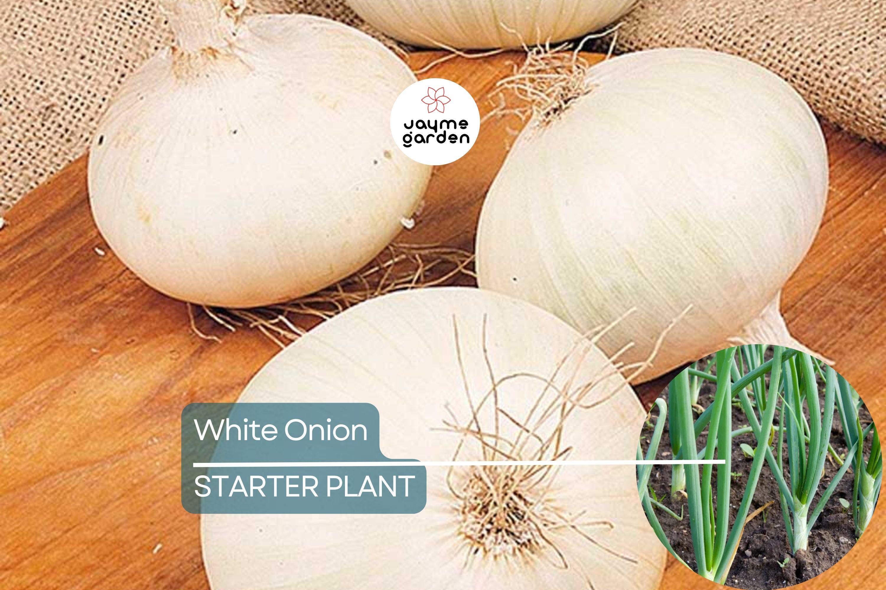 White Onion Sets – Naturally Grown, Non-GMO | 8 oz. (40-60 Bulbs) | Easy to Grow & Store | Shipping Now
