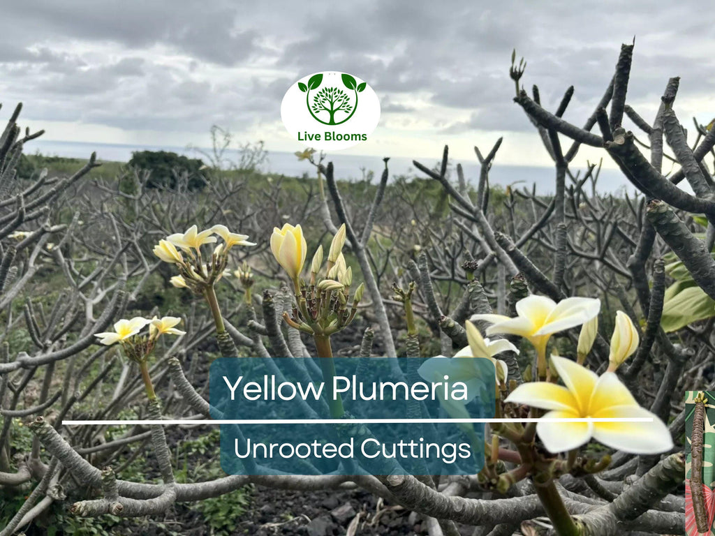 1 Yellow Plumeria Fresh Starter Cutting 10" Unrooted | Plumeria Rubra, Tropical Flowering Plant, Fragrant Yellow Flowers, Easy to Grow