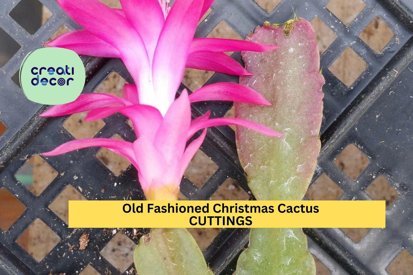 5 Old Fashioned Christmas Cactus Cuttings | Schlumbergera Bridgesii | Heirloom Holiday Cactus Starter | Easy Indoor Houseplant