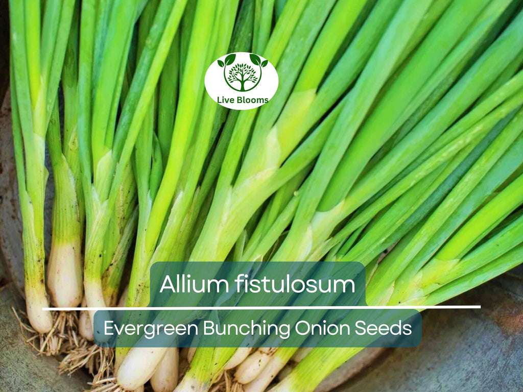 250 mg Onion Evergreen Bunching Seeds for Planting - Perennial, Hardy Green Onion Variety for Vegetable Gardens, Spring & Summer Crops