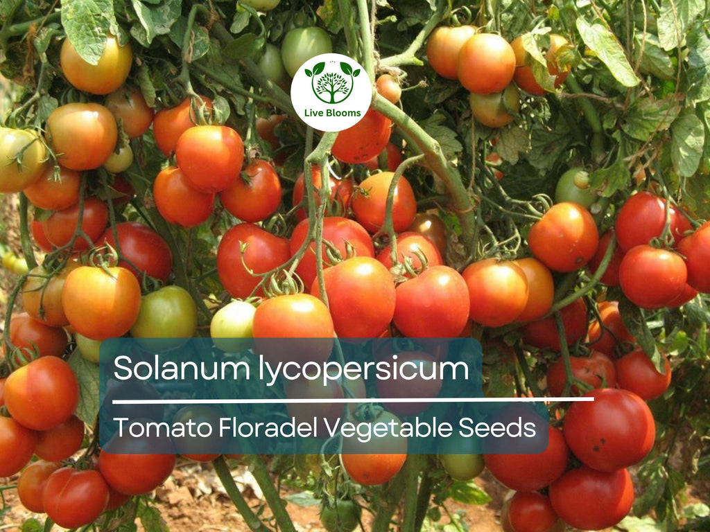 100 mg Floradel Tomato Seeds - Solanum lycopersicum | Heirloom Slicing Tomato for Planting, Gardening & Juicy Harvest