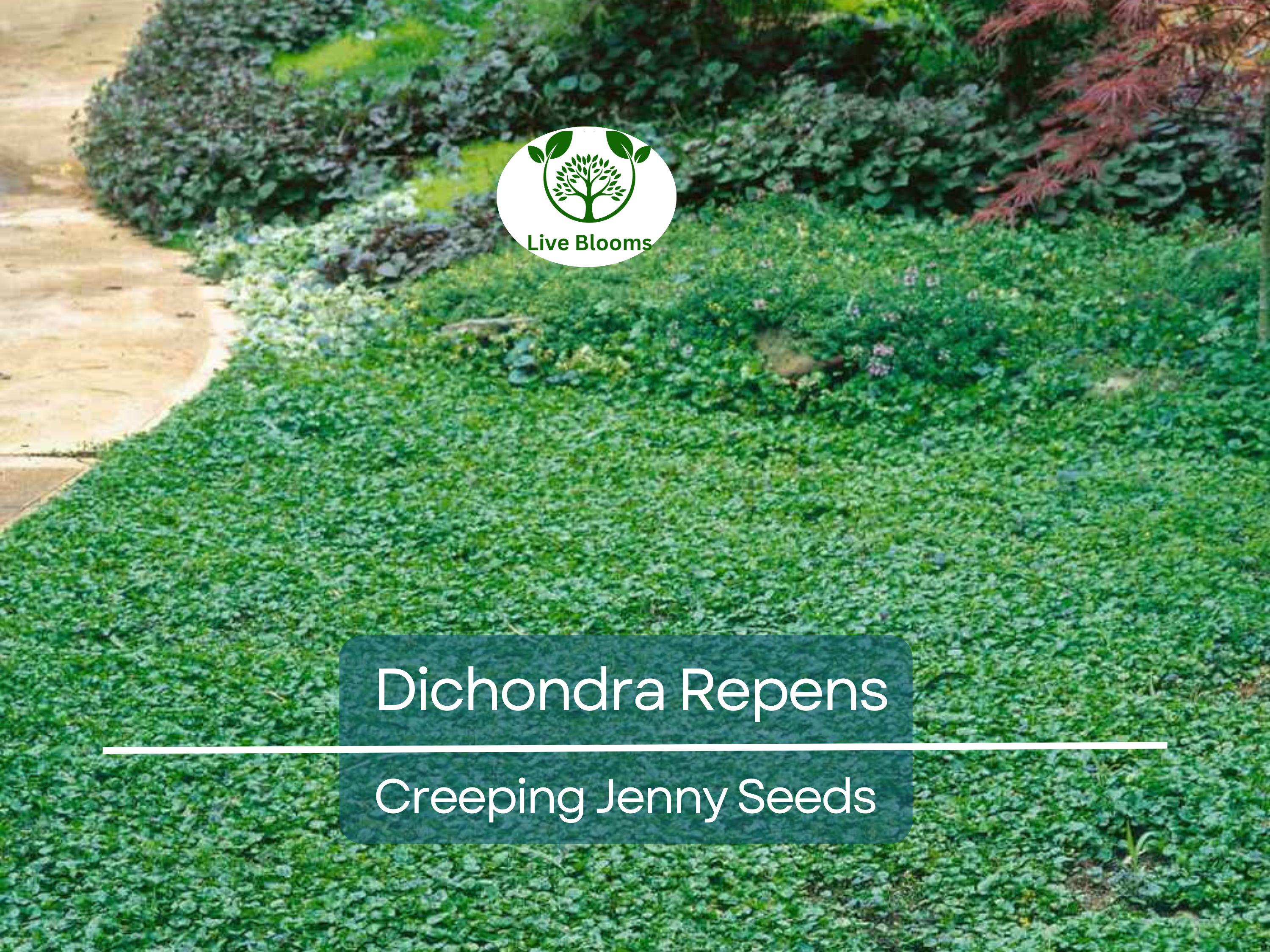 1000 Dichondra Repens Seeds (Creeping Jenny) | Perennial Ground Cover, Evergreen Lawn, Low Maintenance, Fast Growing, Garden Plant