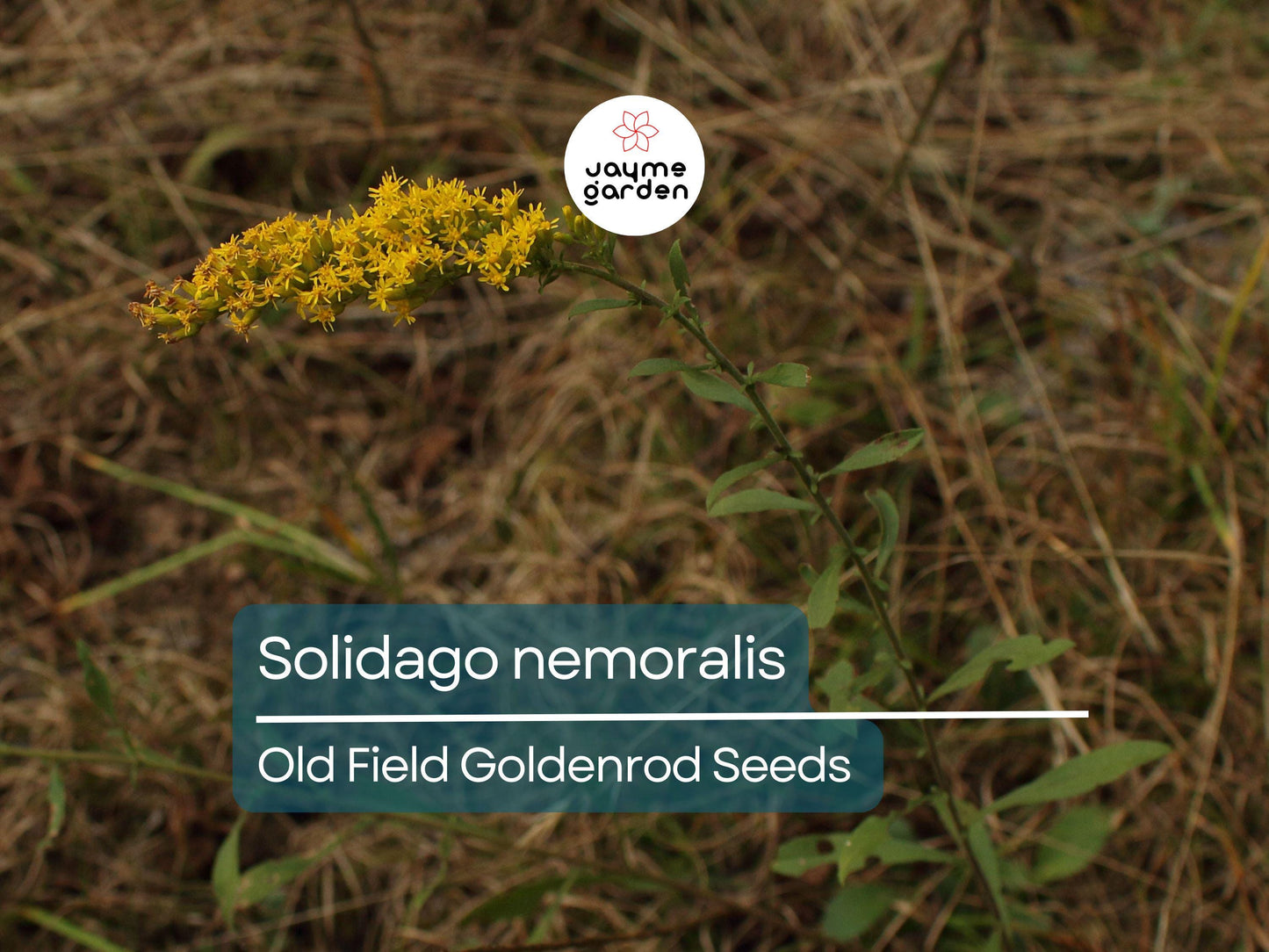1000 Seeds Solidago Nemoralis | Gray Goldenrod for Planting | Yellow Wildflower | Native Perennial | Pollinator Friendly | Drought Tolerant