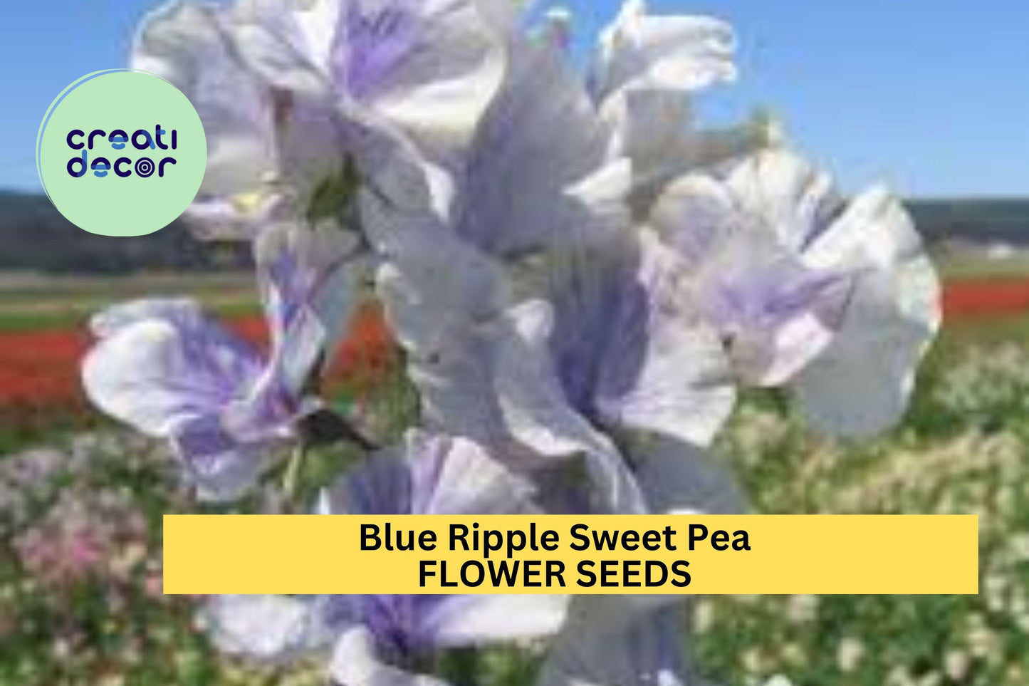 50+ Blue Ripple Sweet Pea Seeds – Marbled Blue & White Fragrant Blooms for Garden Planting, Climbing Vines for Trellises – USA