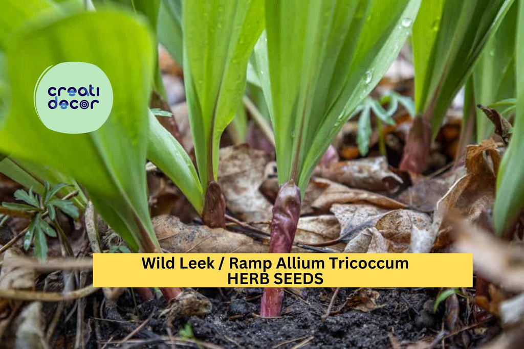 3pcs of 10 Seeds Wild Leek Ramp – Allium Tricoccum Heirloom Native Edible Onion Garlic Flavor Seeds for Woodland Gardens Seeds for Planting