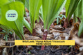 3pcs of 10 Seeds Wild Leek Ramp – Allium Tricoccum Heirloom Native Edible Onion Garlic Flavor Seeds for Woodland Gardens Seeds for Planting