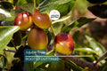 Jujube Tree 15” Lang Chinese Red Date - Bare Root Ready to Plant - Sweet Fruit Tree, No Pot