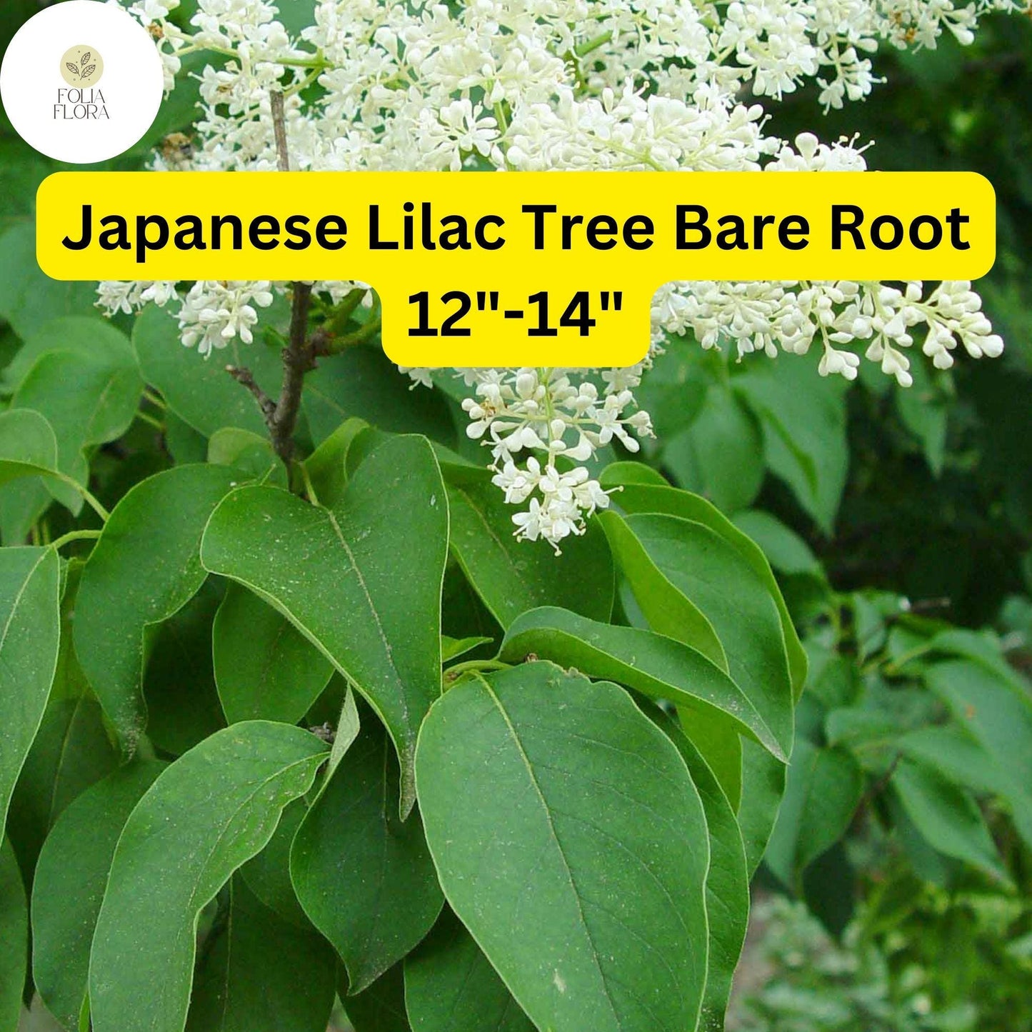 1 Syringa reticulata Japanese Lilac Tree - Live Bare Root Plant 12"-14" for Zones 3-7 - Hardy Ornamental Flowering Tree
