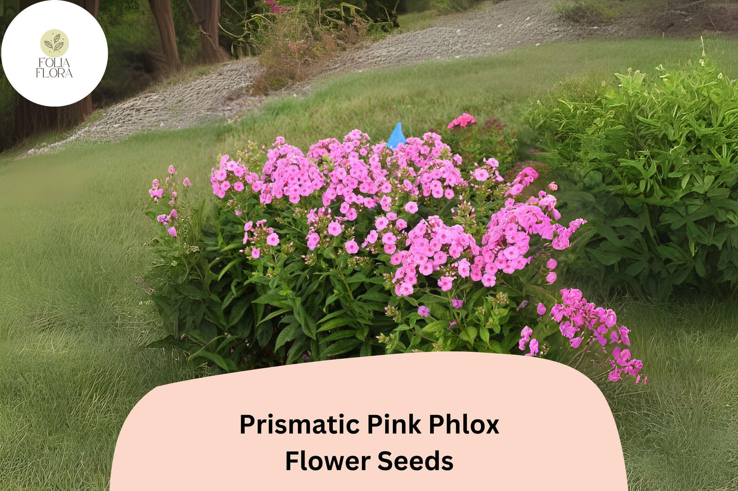 100+ Prismatic Pink Phlox Seeds – Phlox paniculata, Bright Pink Perennial Garden Flowers