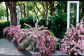 Variegated Weigela 2 Live Plants 1-2 ft Tall (Weigela florida) Pink Flowering Shrub