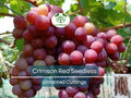 10 Crimson Fresh Vine Unrooted Cuttings - Large Red Seedless Table Grape (Vitis vinifera) | Delicious, Sweet, Fruit Cuttings for Vine Growth