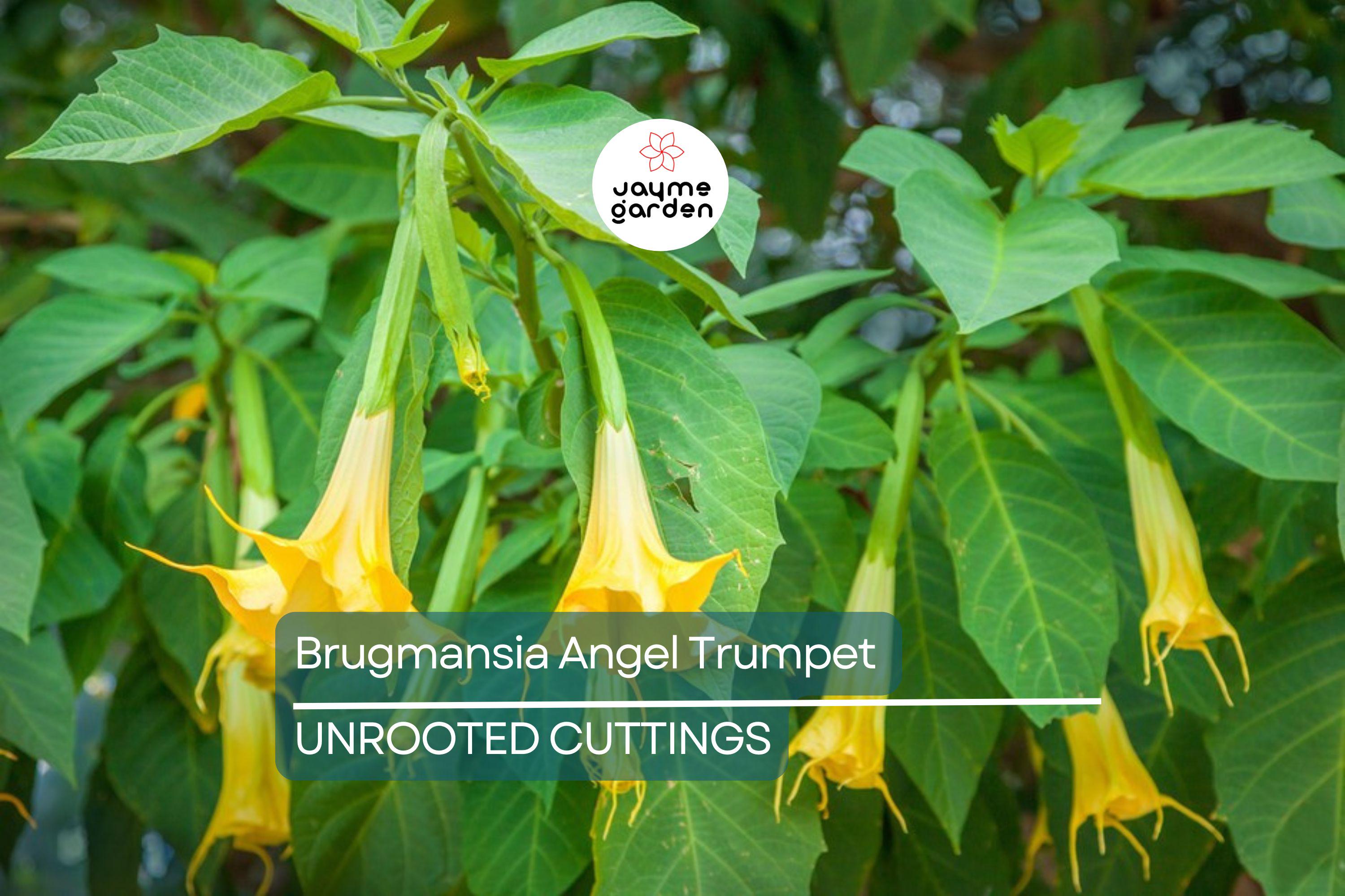 Brugmansia Angel Trumpet Cutting | 4” Unrooted | Tropical Fast-Growing Plant | Exotic Yellow Flowers | Easy to Grow |