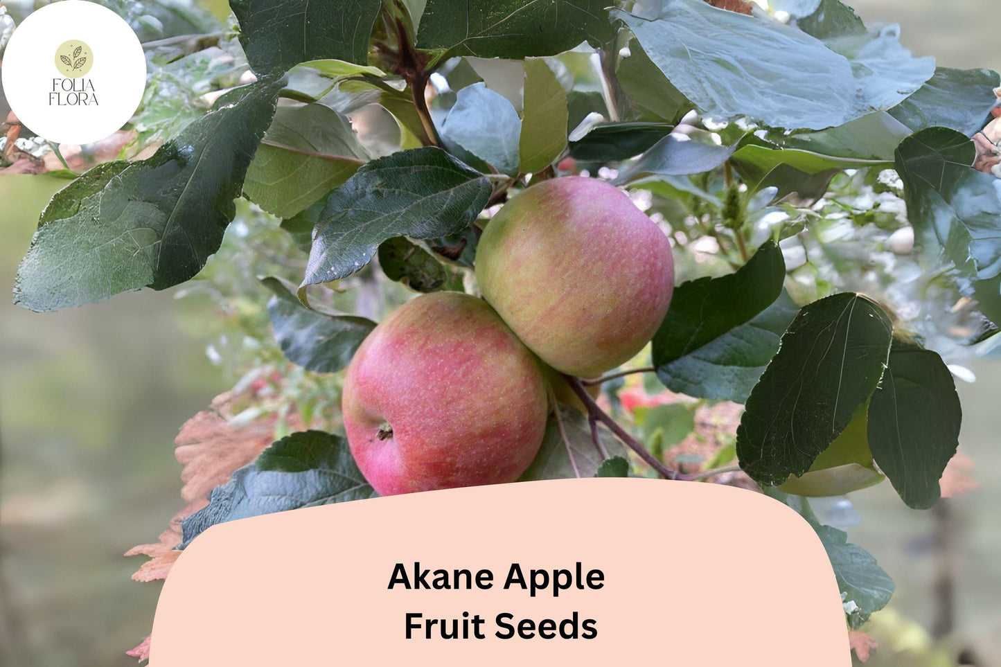 25+ Akane Apple Seeds | Crisp Red Heirloom Variety | Malus domestica | Sweet-Tart Flavor | Rare Garden Fruit Tree Seeds