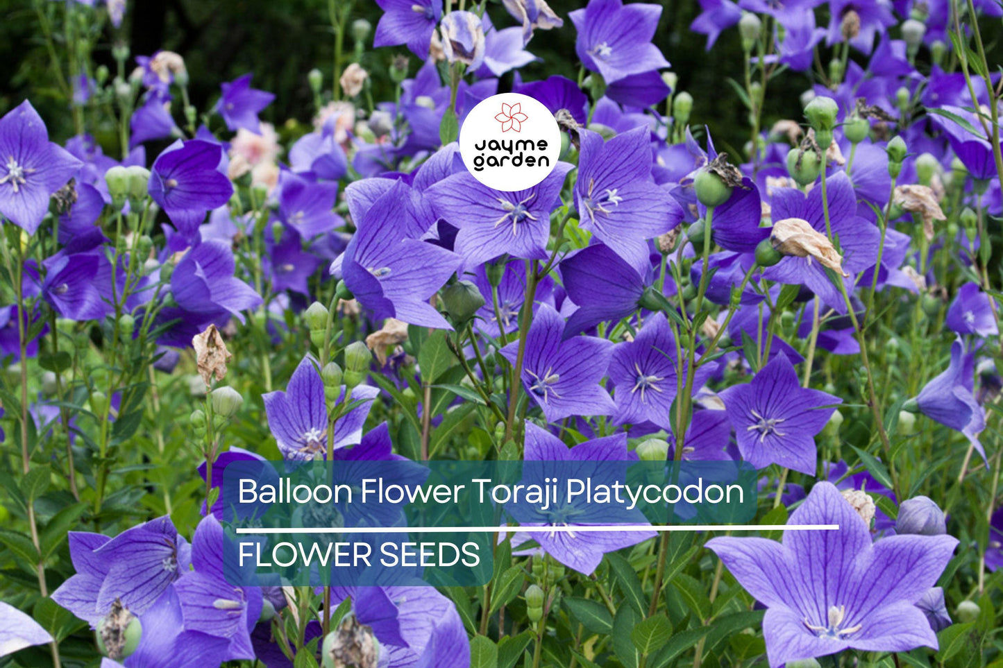 1,000 Balloon Flower Seeds (Platycodon grandiflorus) – Toraji, Chinese Bellflower, Non-GMO, Perennial, Easy to Grow, Free Shipping!