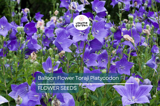 1,000 Balloon Flower Seeds (Platycodon grandiflorus) – Toraji, Chinese Bellflower, Non-GMO, Perennial, Easy to Grow, Free Shipping!