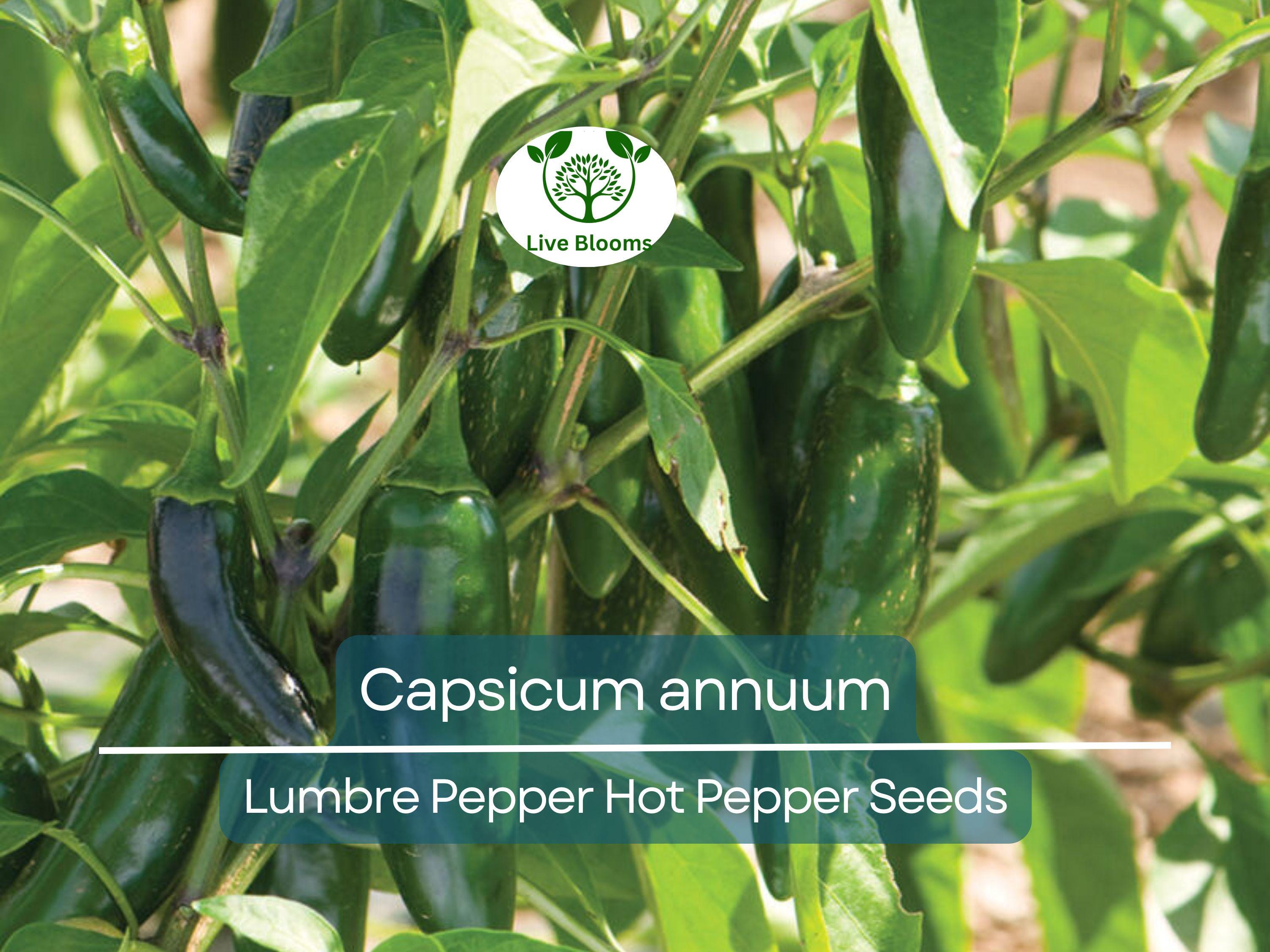 250 mg Seeds Lumbre Pepper – Capsicum annuum | Spicy Hot Pepper Variety for Planting, Gardening & Bold Culinary Harvest