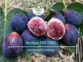3 Fig Trees “Andijan” Rare Unrooted Cuttings - Ficus Carica, Sweet & Delicious, Ideal for Rooting, Grafting, Hardy Fruit Tree, Organic