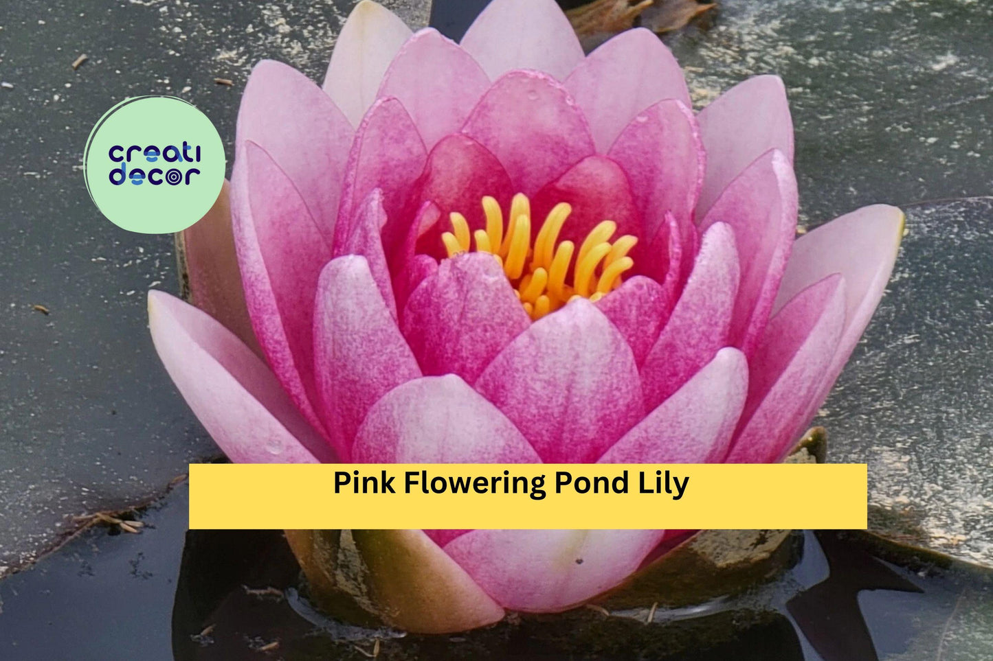 Pink Flowering Pond Lily Root Ball | Hardy Nymphaea Water Lily Starter | Live Aquatic Plant for Ponds and Water Gardens