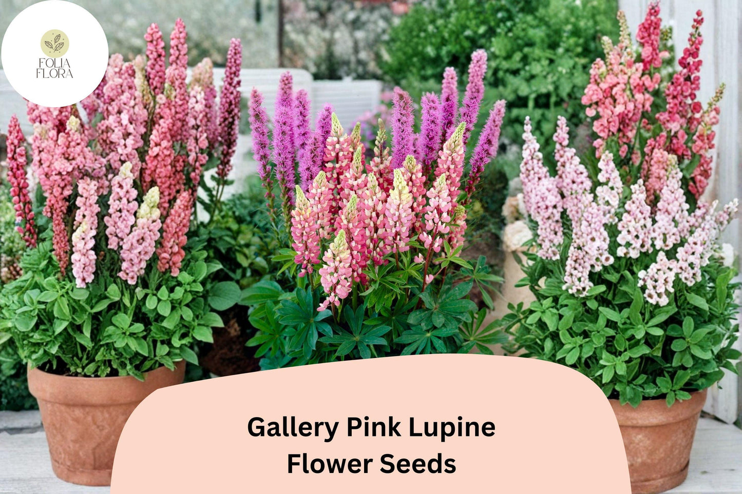 25+ Gallery Pink Lupine Seeds | Lupinus polyphyllus | Compact Perennial Lupine for Cottage & Pollinator Gardens