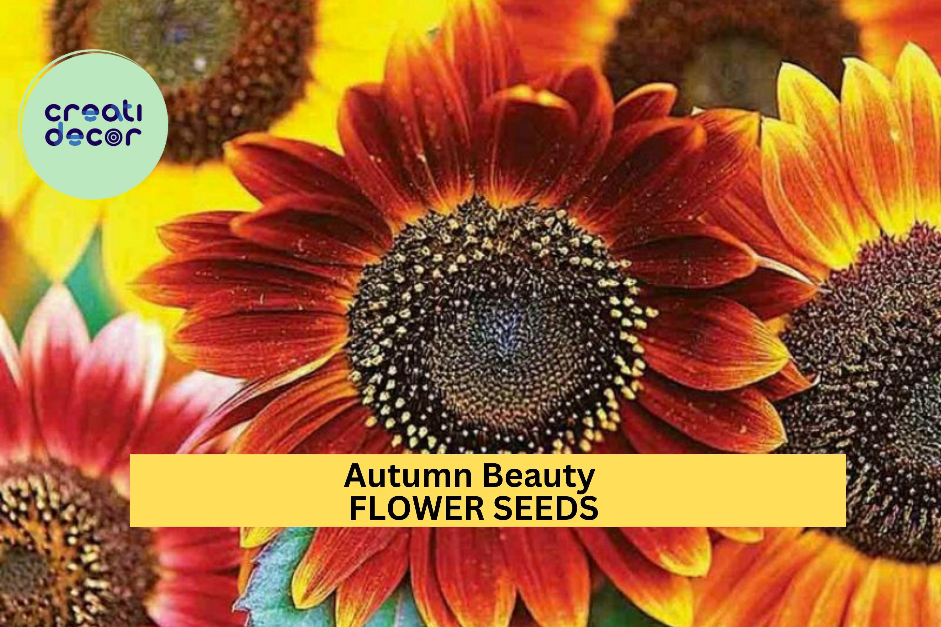 3pcs of 1g Autumn Beauty Sunflower Seeds – Multi-Colored Blooms in Yellow, Red, Bronze for Cut Flowers & Garden Borders Seeds for Planting