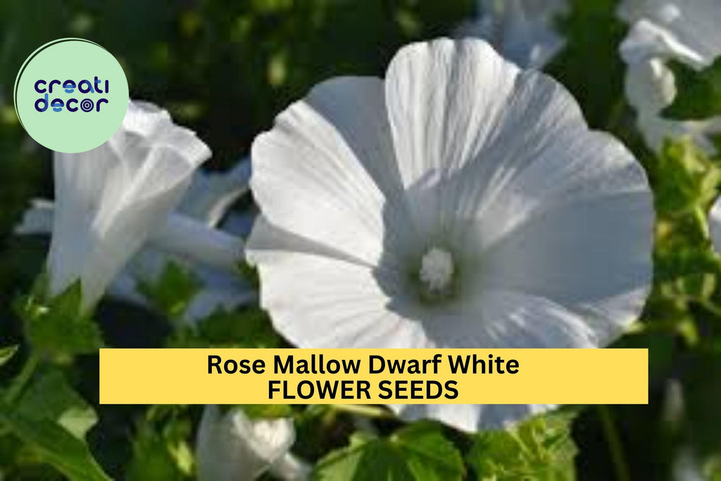 3pcs of 250mg Rose Mallow Dwarf White Seeds – Compact Hibiscus Blooms for Borders, Containers & Pollinator Gardens Seeds for Planting