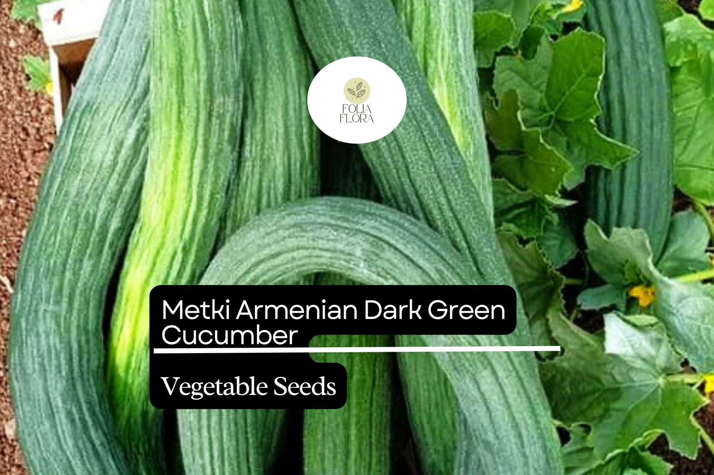 30 Seeds Metki Armenian Dark Green Cucumber (Cucumis melo) – Sweet, Crisp, and Versatile Heirloom Variety