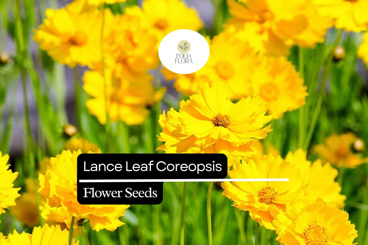 Lance Leaf Coreopsis Seeds (Coreopsis lanceolata) | 25 Seeds | Bright Yellow Perennial Wildflower for Pollinators