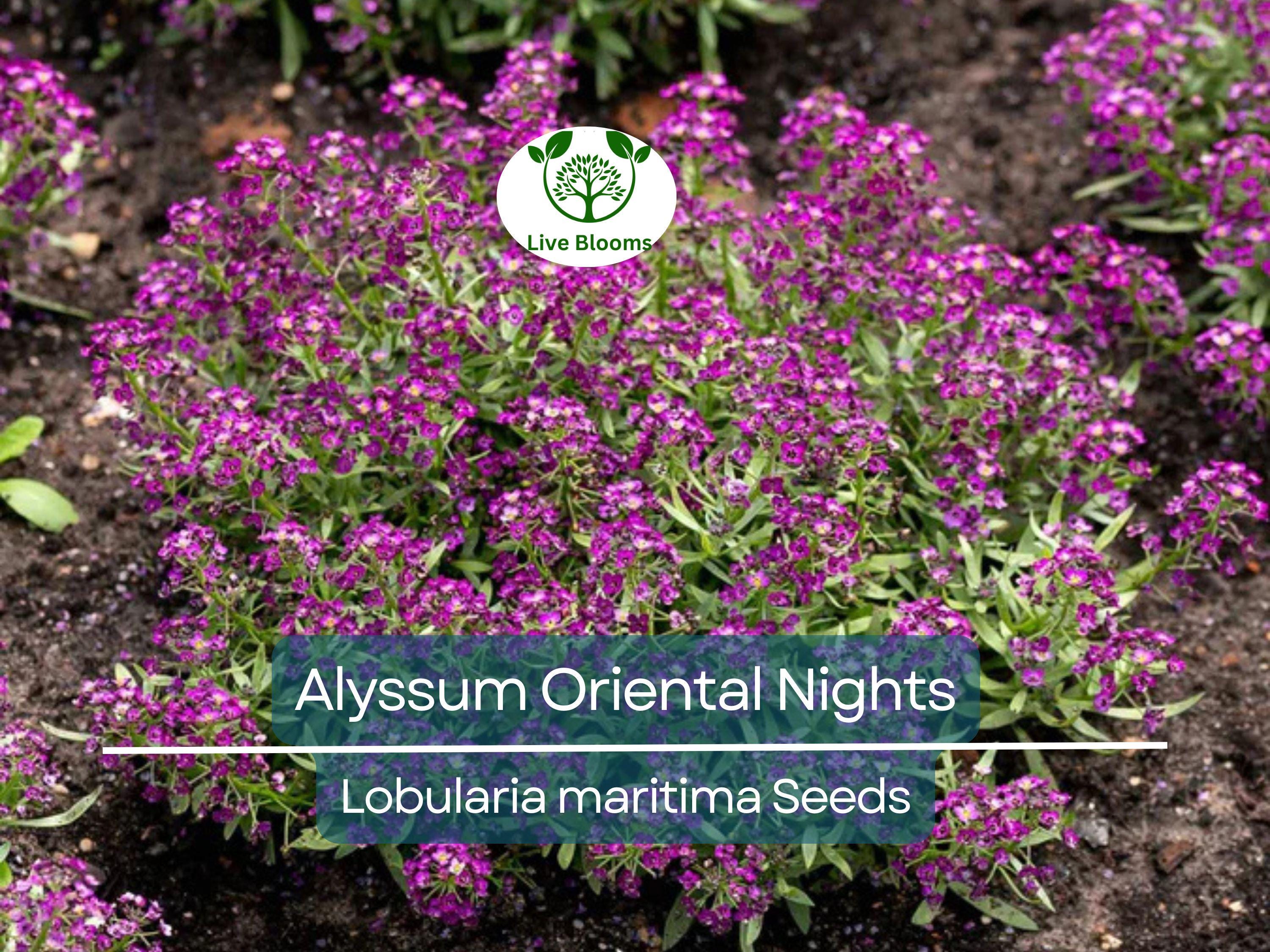 500 Seeds Alyssum Oriental Nights Dark Purple Groundcover Bees Fragrant Non-GMO (Lobularia maritima)