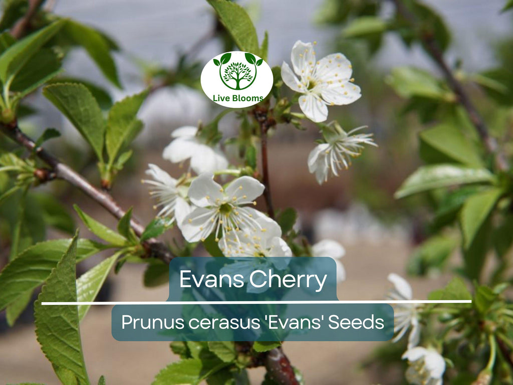 20 Evans Cherry Tree Seeds (Prunus cerasus 'Evans'), Edible Tart Cherries, Sweet & Sour Fruit, Hardy Tree for Garden, Tasty Fruit Seeds