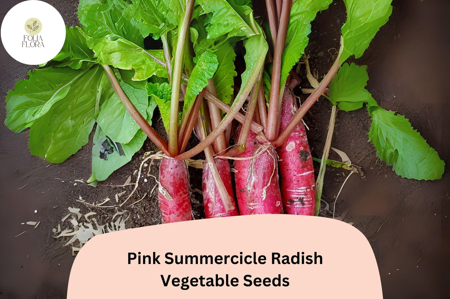 500+ Pink Summercicle Radish Seeds – Heirloom Long Pink Radish Seeds for Garden Planting