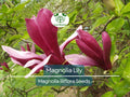 10 Magnolia Lily Seeds (Magnolia liliflora) | Pink Flowering Tree, Beautiful Blooms, Hardy Perennial for Garden & Landscape