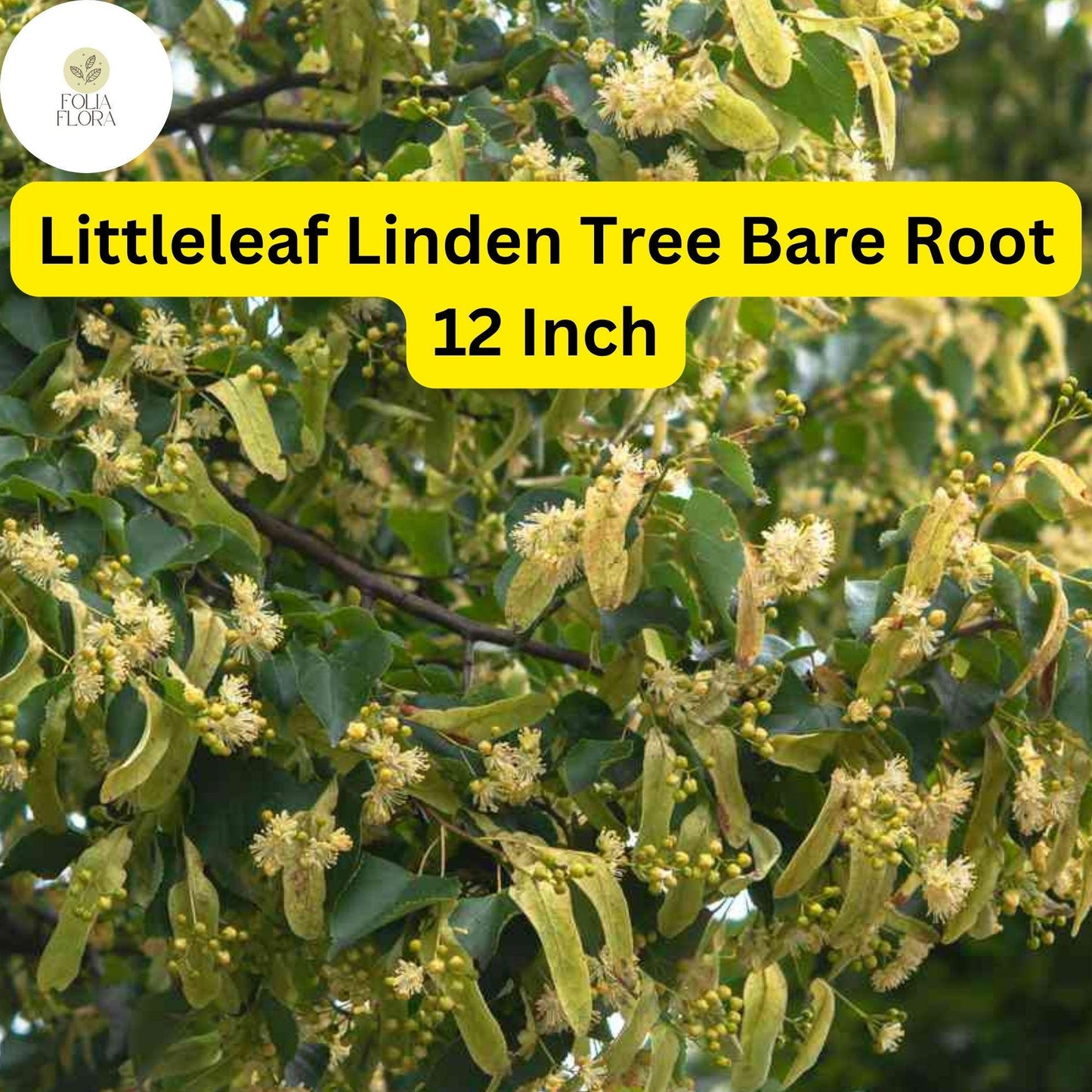 1 Tilia cordata Littleleaf Linden Tree - Live Bare Root Plant 12 Inch for Zones 3-7 - Hardy Shade & Ornamental Tree