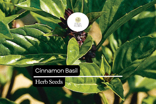 600 Seeds Cinnamon Basil, Ocimum Basilicum, Aromatic Herb with Spicy-Sweet Cinnamon Flavor