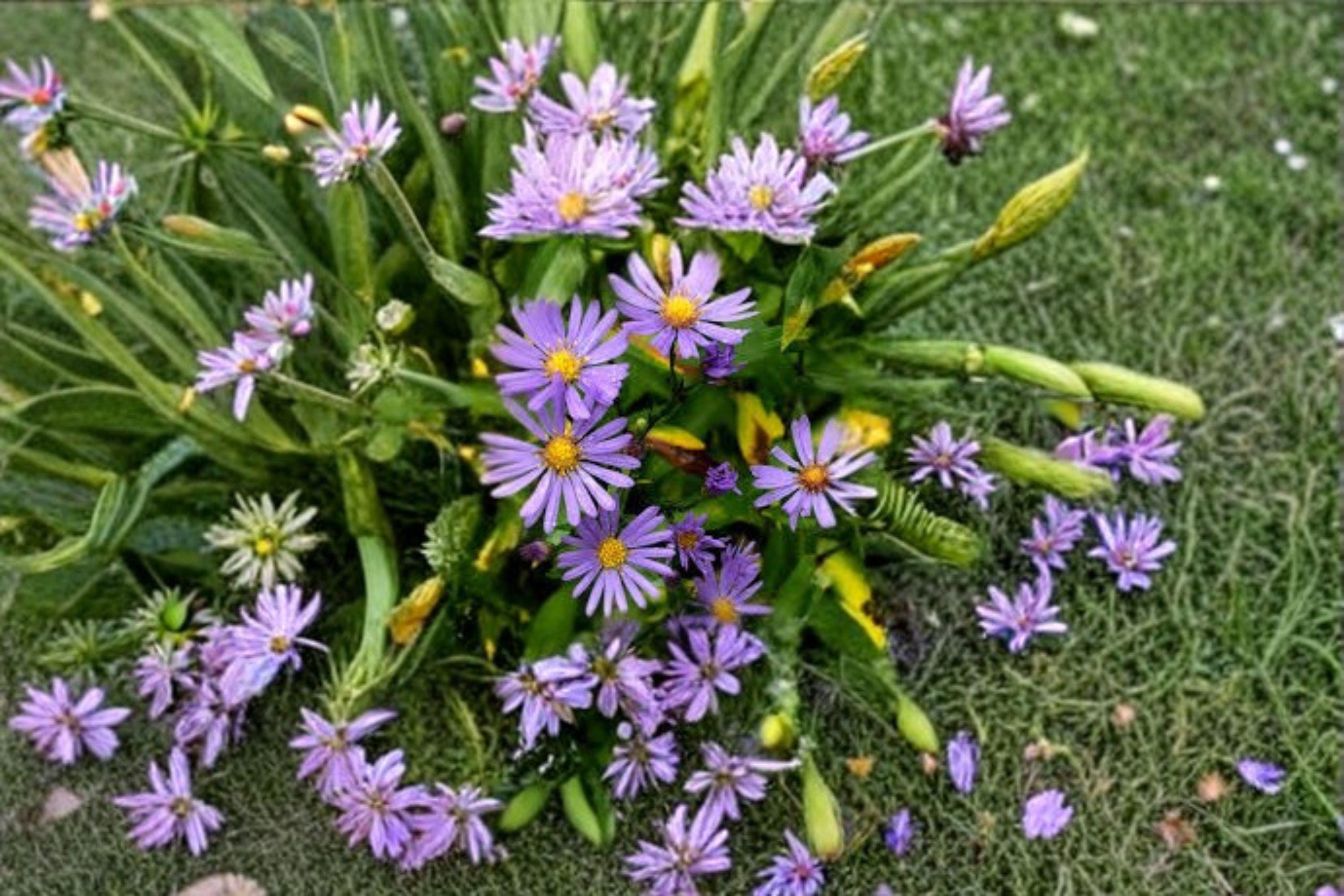Smooth Blue Aster Seeds – Symphyotrichum laeve, Native Perennial, Pollinator Wildflower (100 Seeds)