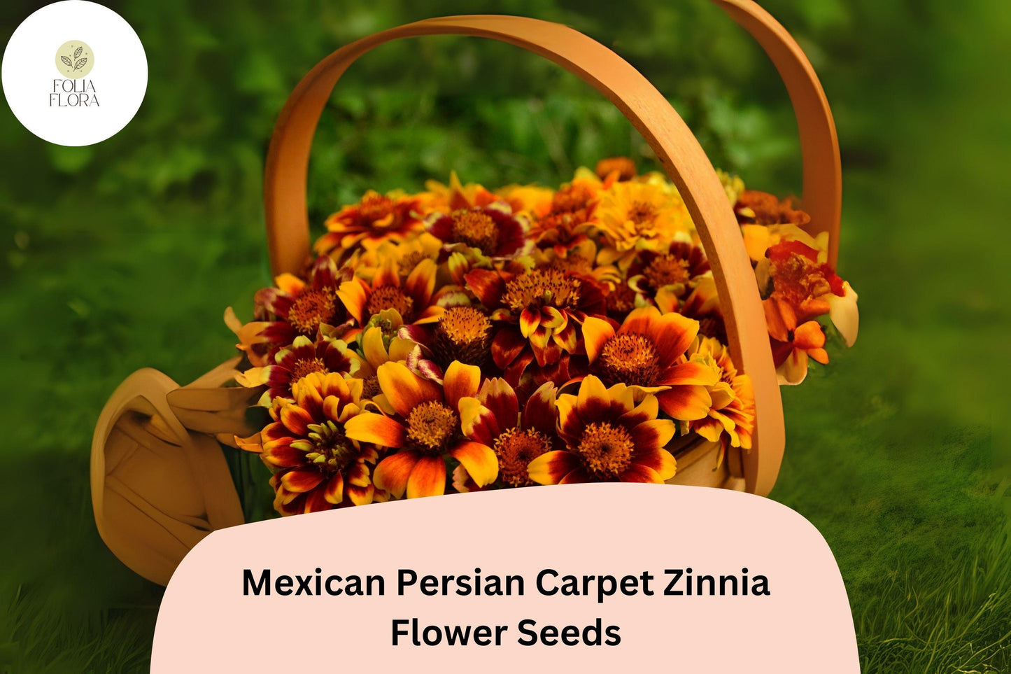 100+ Mexican Persian Carpet Zinnia Seeds – Colorful Dwarf Mix for Garden Beds, Borders & Containers
