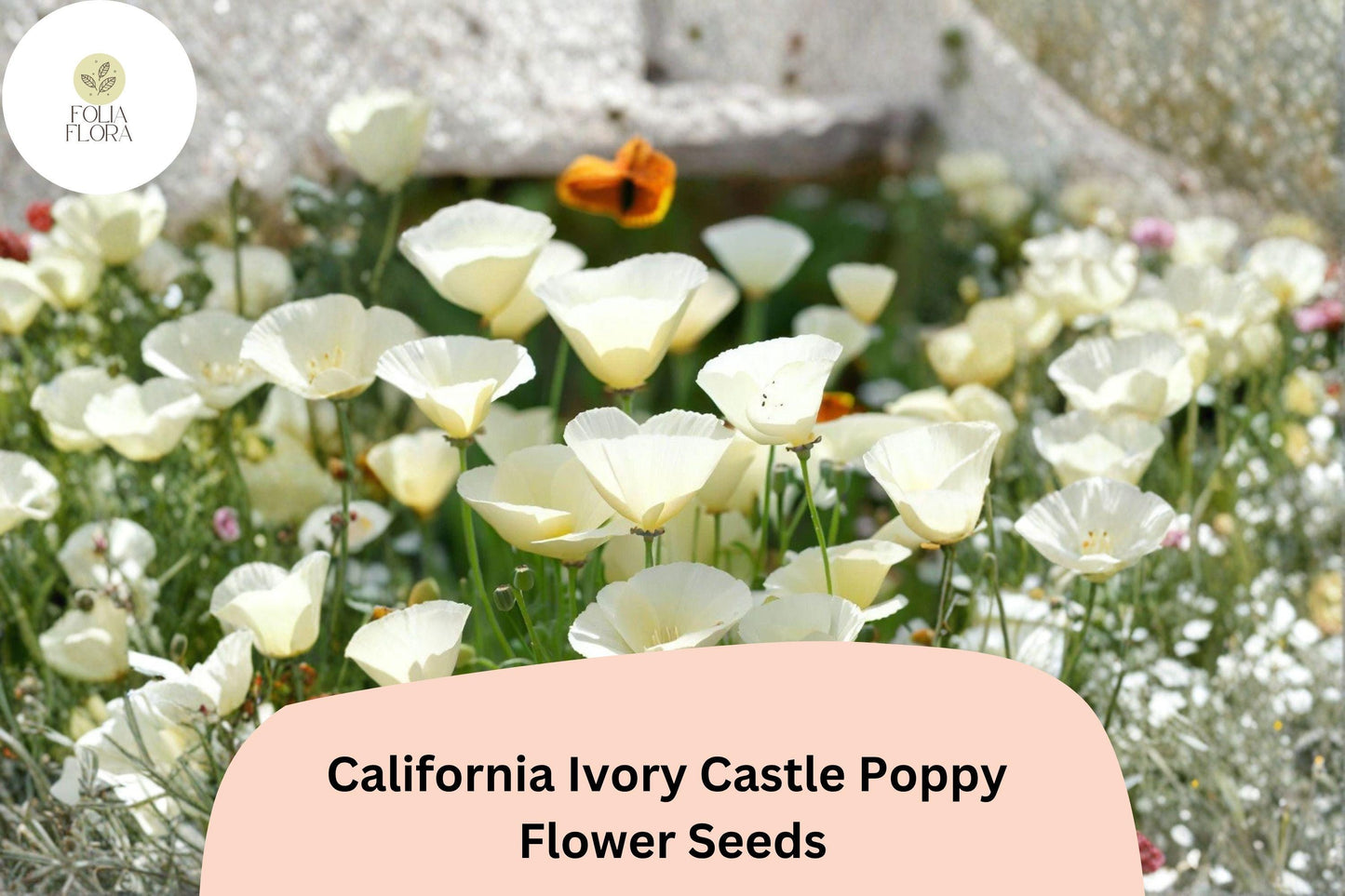 200+ California Ivory Castle Poppy Seeds for Garden Planting - White Flowers, Easy to Grow, Drought Tolerant