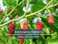 1 Illinois Everbearing Mulberry Rooted Starter Plant (Morus alba) – Sweet, Fast-Growing Fruit Tree, Edible Mulberries, Hardy & Easy to Grow