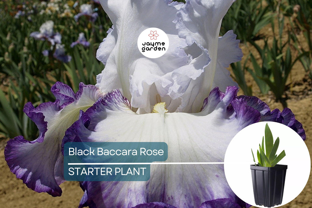Center Ice Iris Plant – Quart Pot | Large Purple & White Flowers | Hardy Perennial | Zones 3-10