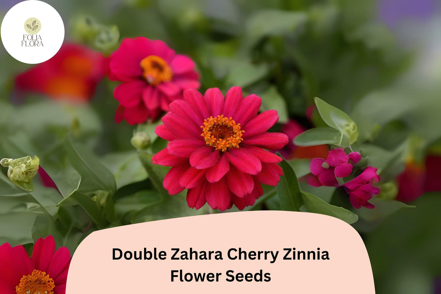 100+ Double Zahara Cherry Zinnia Seeds | Bright Red-Pink Flowers | Easy Annual Garden Blooms | Heat & Drought Tolerant