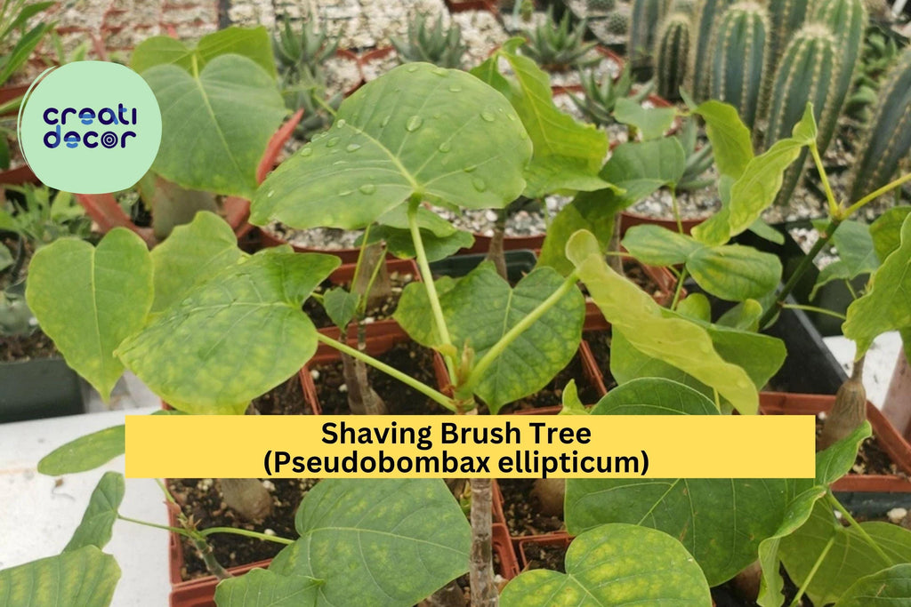 Shaving Brush Tree – Pseudobombax ellipticum Live Plant in 4" Pot, Tropical Caudex Tree with Pink Brush Flowers, Ornamental Succulent Form