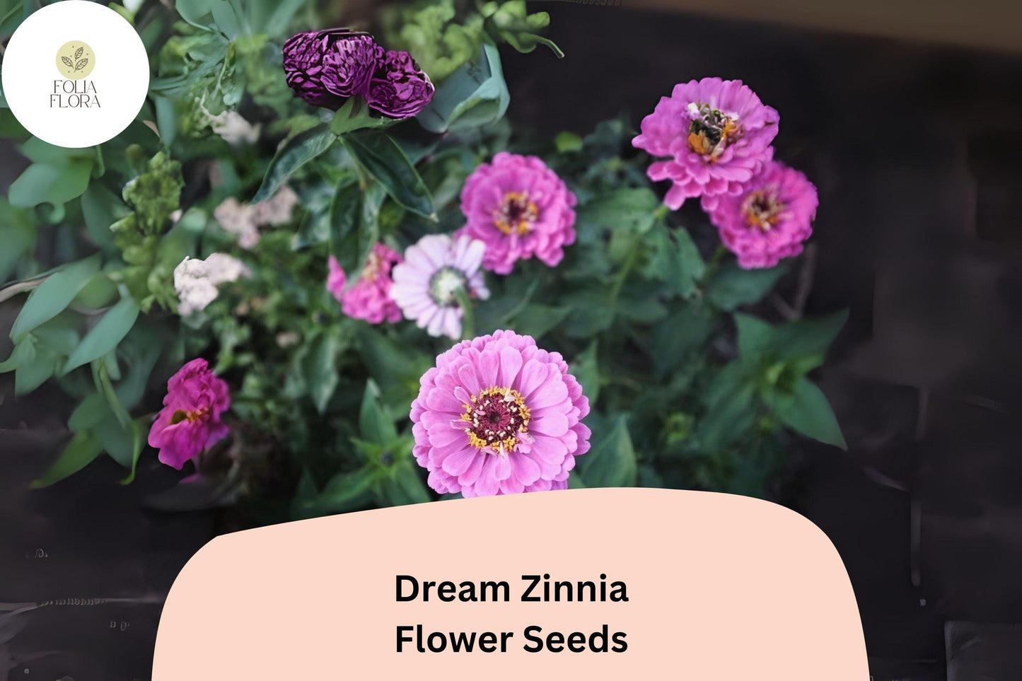 100+ Dream Zinnia Seeds – Soft Pink Blooms for Summer Gardens, Borders & Cut Flowers