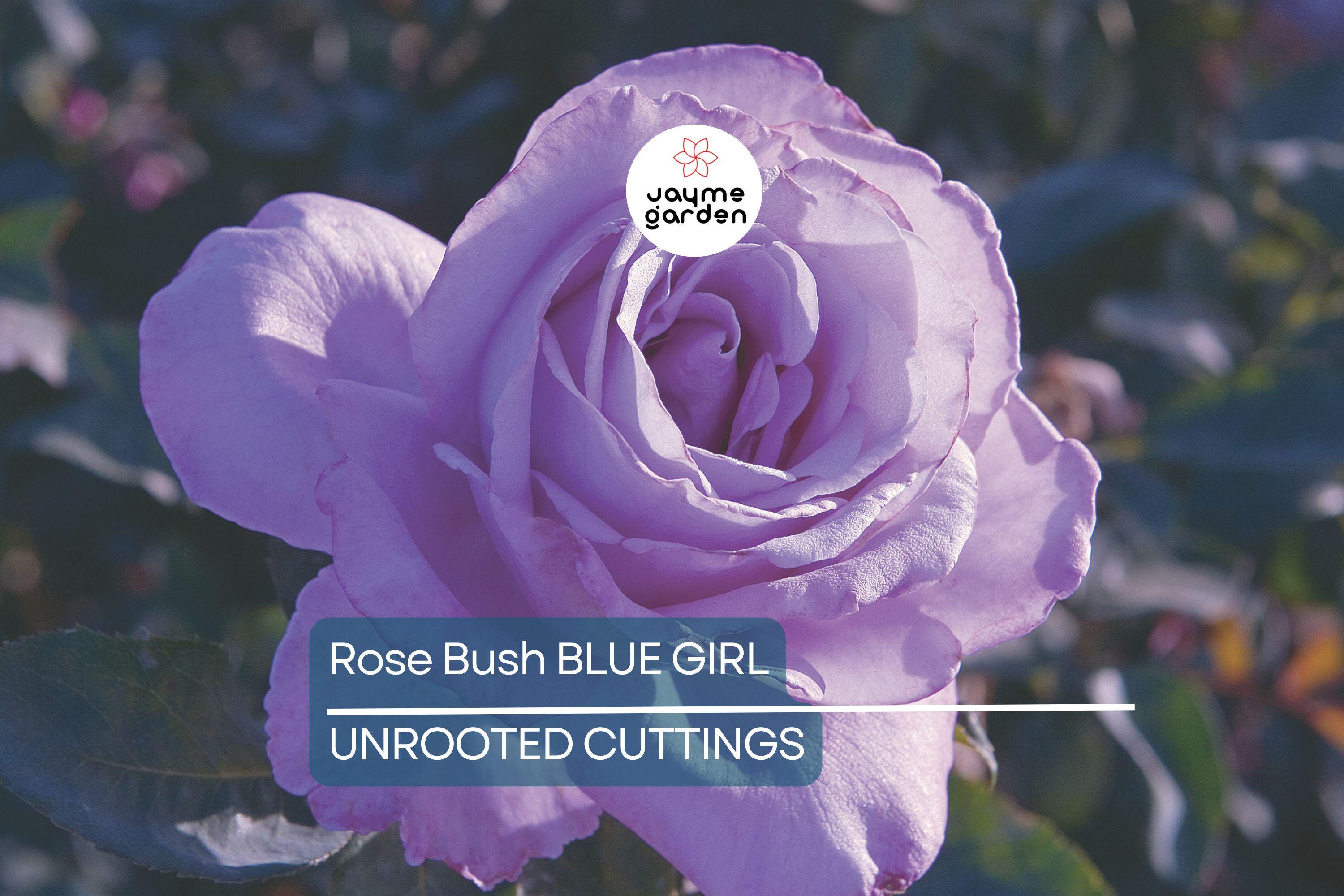 Blue Girl Rose Bush Cuttings, 6” Unrooted, Lavender-Blue Blooms, Award-Winning, Fragrant, Rome Gold Medal Winner, USDA Zones 5-9