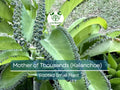 1 Mother of Thousands Plant (Kalanchoe) - Rooted Small Plant, Easy Care Succulent, Unique Indoor Plant, Fast-Growing, for Succulent Garden