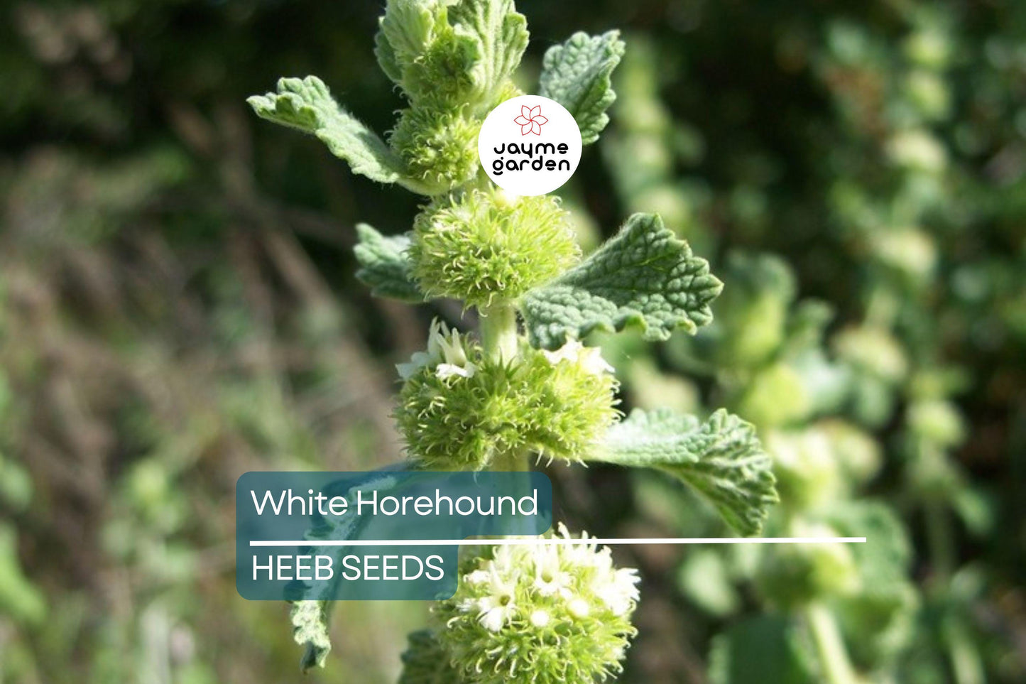 500 White Horehound Herb Seeds (Marrubium vulgare), Bitter Flavor, 10-18" Tall, Free Shipping