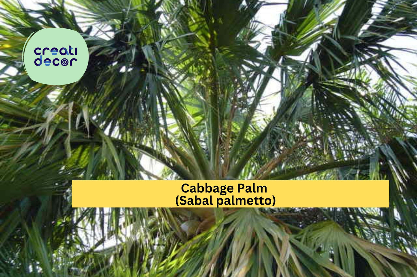 Cabbage Palm Seeds (Sabal palmetto) – 5 Hardy Palmetto Seeds | Cold-Hardy Palm | Drought-Tolerant | Native Tree | Coastal Landscaping
