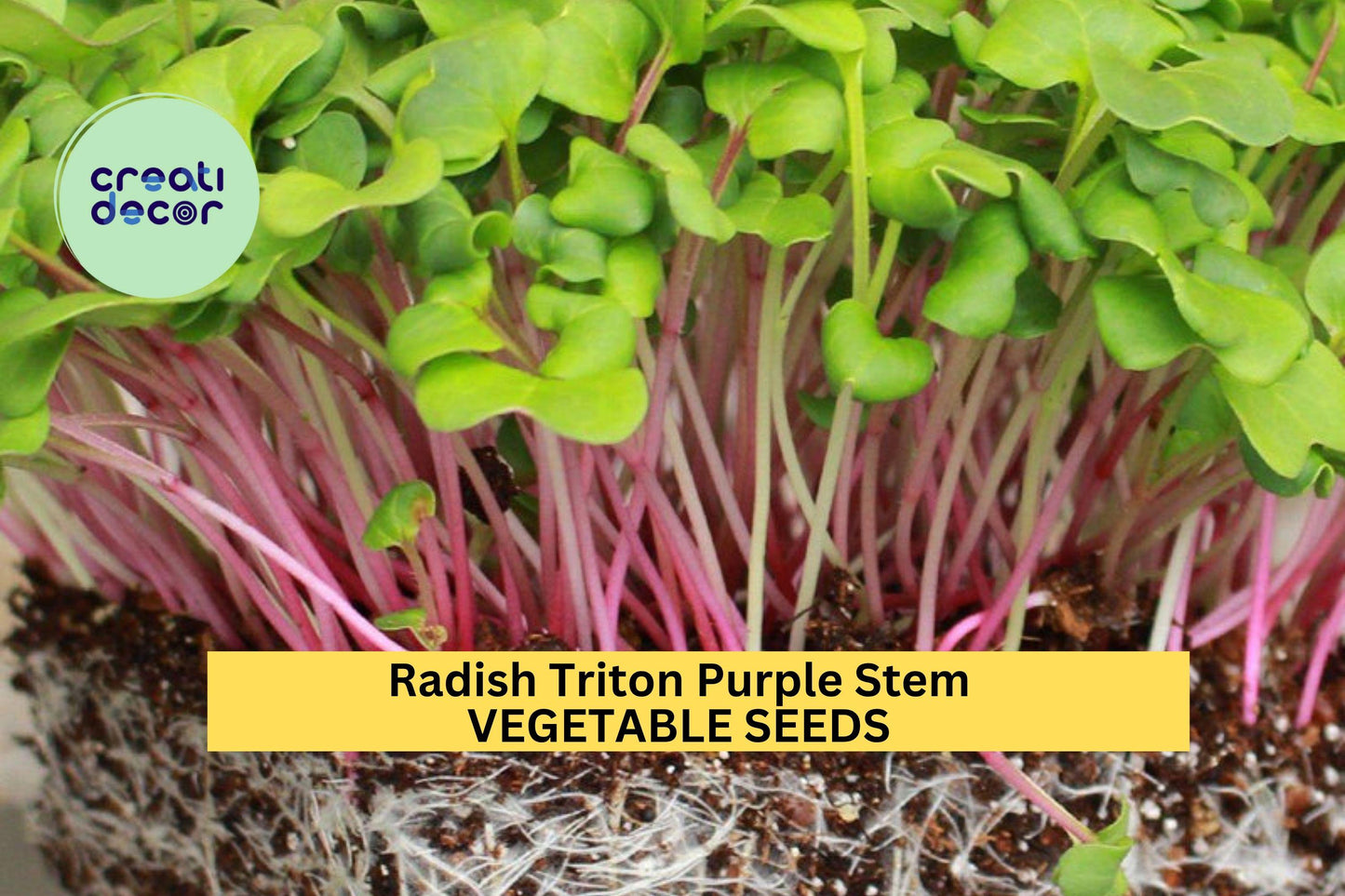 3pcs of 1g Radish Triton Purple Stem Seeds – Crisp Heirloom Variety for Fast Harvest in Garden or Container Planting Seeds for Planting