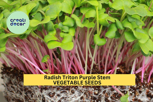 3pcs of 1g Radish Triton Purple Stem Seeds – Crisp Heirloom Variety for Fast Harvest in Garden or Container Planting Seeds for Planting